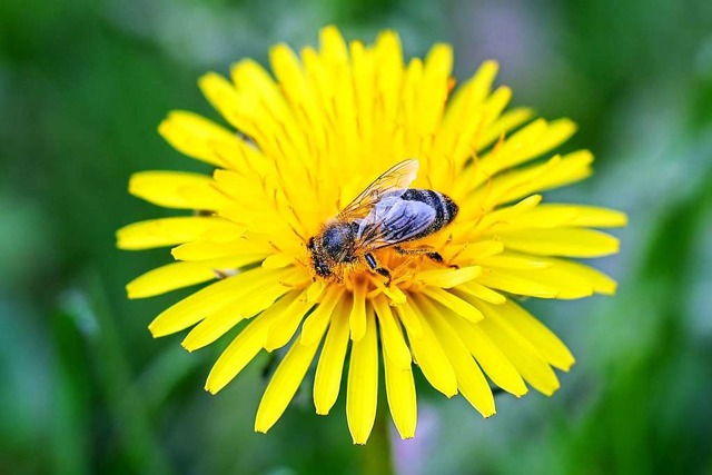 Eine Wildbiene sitzt auf einer Lwenzahnblte.   | Foto: Jan Woitas (dpa)