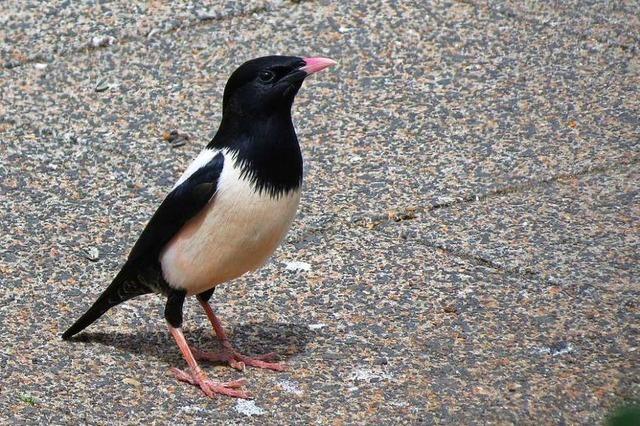 Der Steppenvogel Rosenstar hat sich nach Schallstadt verirrt