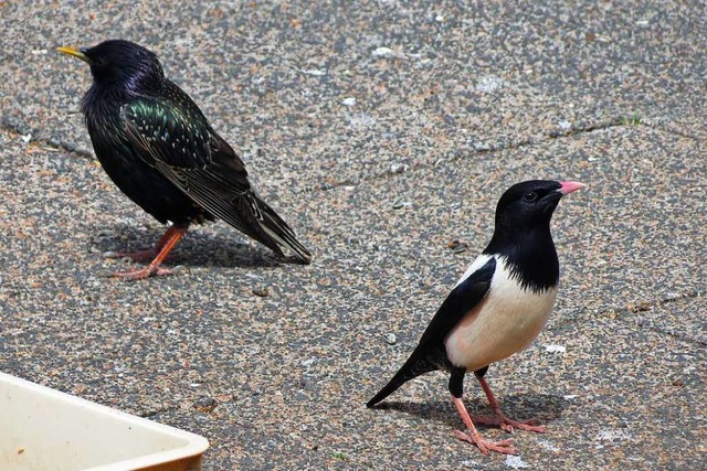 <BZ-Versal></BZ-Versal>Normaler Star (links) und Rosenstar  | Foto: Tobias Epple (Birdingtours)