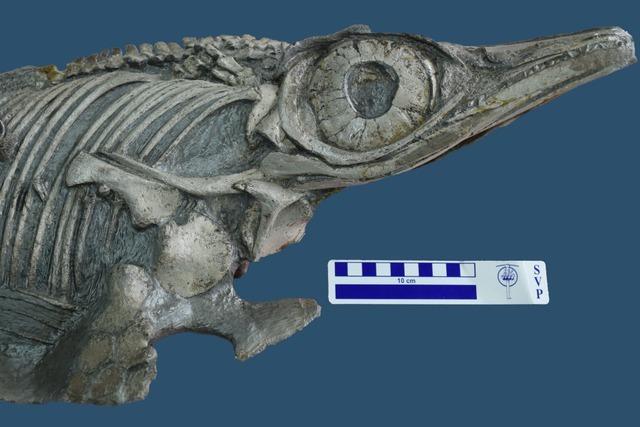 Forscher vergleichen Fossilien – und finden neue Fischsaurier-Art