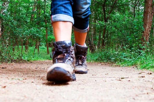 Gefhrte Wanderungen, Mountainbiketour und Schiffle-Bauen im Elztal