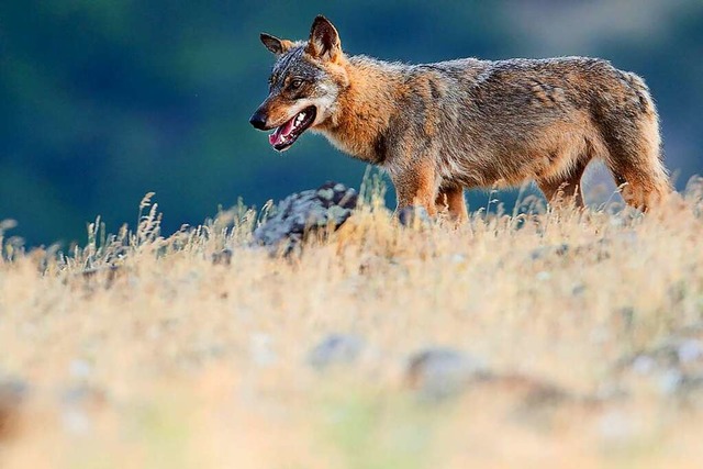 Ein Wolf (Symbolfoto) lebt  dauerhaft in den Schluchseer Wlder.  | Foto: STAFFAN WIDSTRAND (AFP)