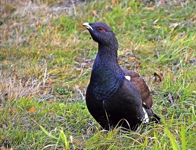 Das Auerhuhn gilt als Leitvogelart. Se...sst Rckschlsse auf andere Arten zu.   | Foto: Jger