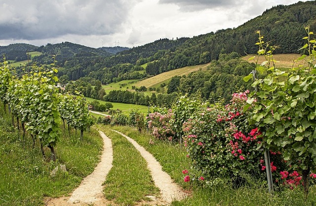 Mitten im Rebberg am Rande des Waldes ...n jeder Rebreihe eine Rose gepflanzt.   | Foto: Hubert Gemmert