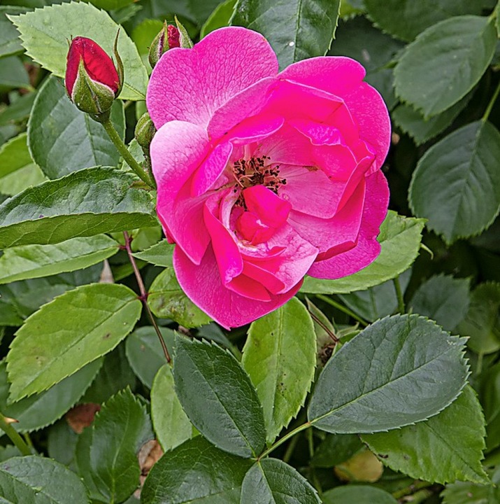Farbenfrohe Rosen am Wegesrand  | Foto: Hubert Gemmert