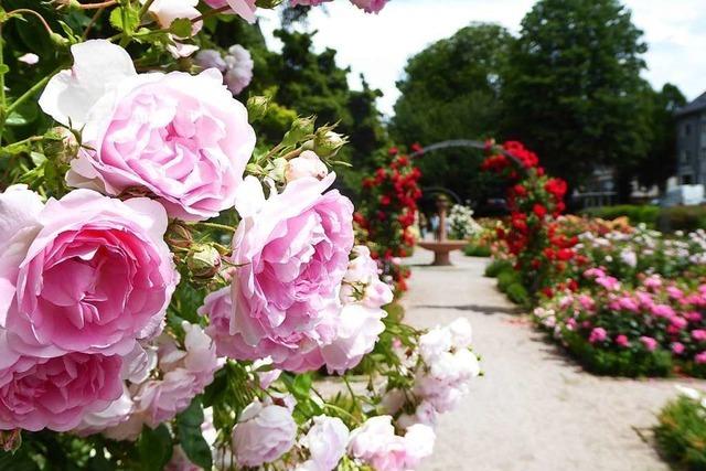 1185 Blumenfreunde whlen Offenburgs schnste Rose