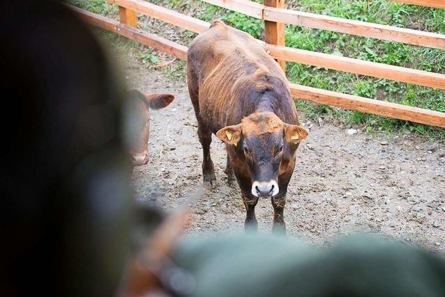In der Schweiz werden Rinder auf der Weide erschossen