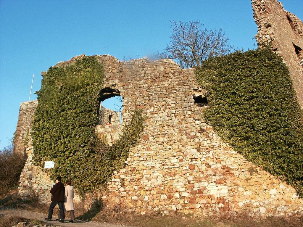 Das Efeu und der Bewuchs mssen weg