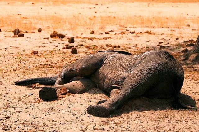 Behrden besttigen Tod von mindestens 275 Elefanten. (Archivbild)  | Foto: - (dpa)