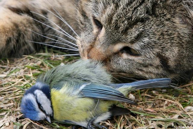 Es gibt immer weniger Singvgel – sind Hauskatzen daran schuld?