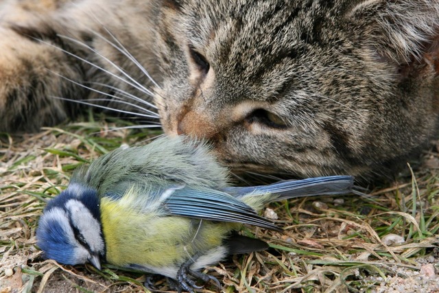 Jgerin mit Beute: Das grte Problem stellen verwilderte Hauskatzen dar.  | Foto: Patrick Pleul dpa