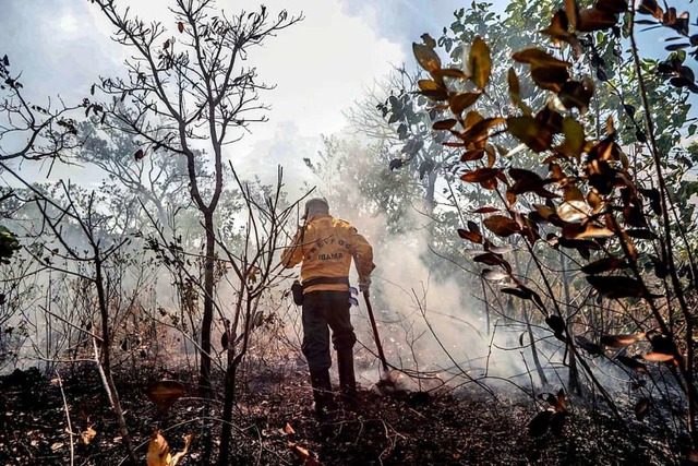 Ein Stck Regenwald nach dem Brand  | Foto: Gabriela Bil (dpa)