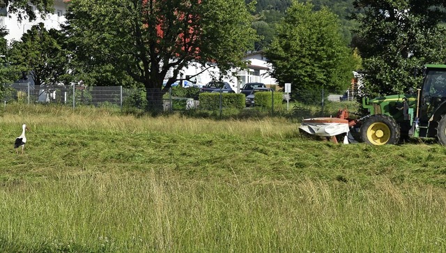 Landwirt Andr Bruckert beim Mhen des...en Sportplatzgelndes in Heiligenzell   | Foto: Walter Holtfoth