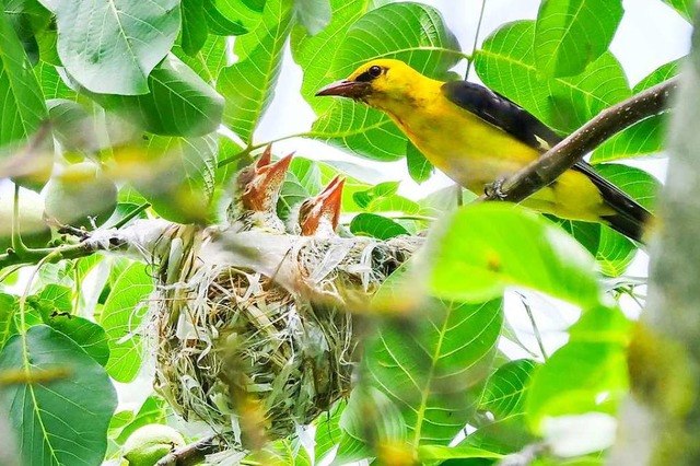 Pirol-Familie.  | Foto: Annemarie Krebs