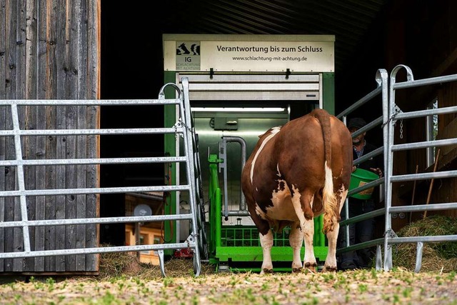 Der letzte Gang eines Rinds. &#8222;Ve...&#8222;Schlachtung mit Achtung.&#8220;  | Foto: Julian Liewer Schlachtung mit Achtung