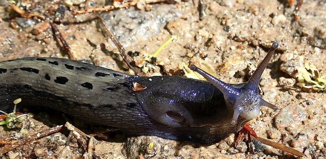 Schwarze Schnegel knnen einen Lnge von 20 Zentimetern erreichen.  | Foto: Jutta Geiger