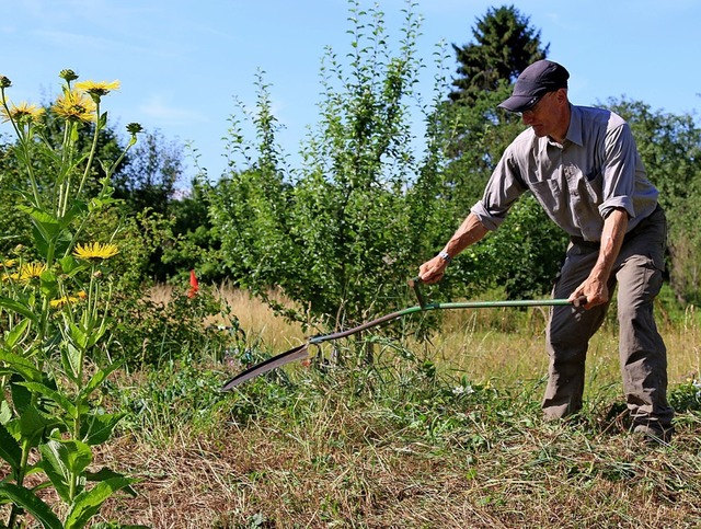 Wusch: Mit Schwung schneidet die Sense durchs hohe Gras.  | Foto: Katharina Bartsch