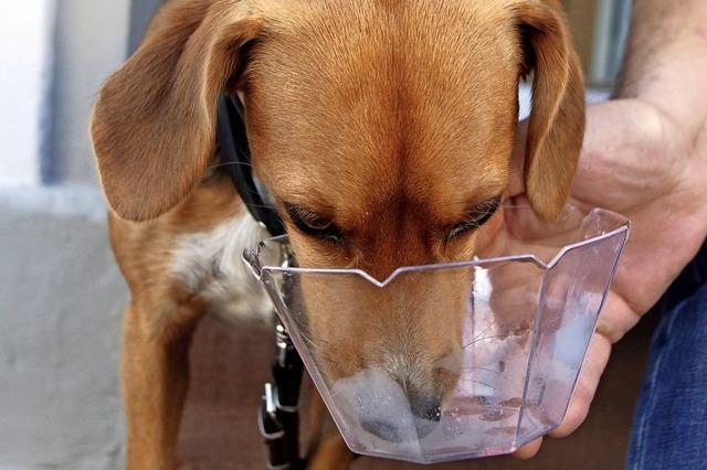 Hund mit Eislust