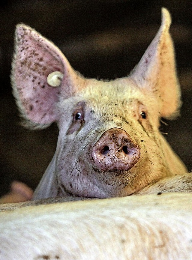 Viele Schweine wachsen in deutschen Mastbetrieben in beengten Verhltnissen auf.  | Foto: Bodo Marks