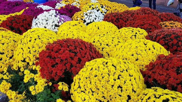 Chrysanthemen gibt es auch diesen Herbst zu sehen, aber keine Veranstaltung.  | Foto: Christian Kramberg