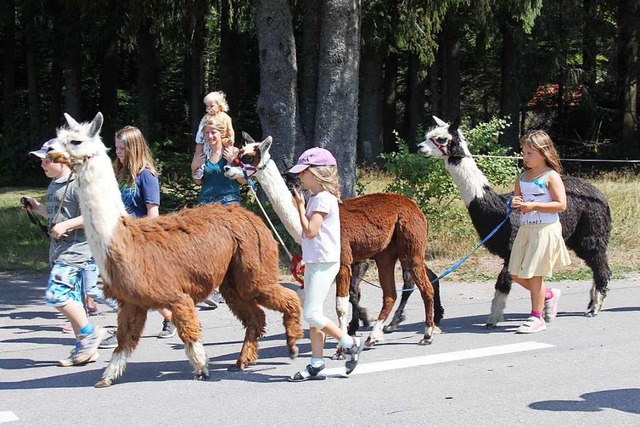 Im Hotzenwald werden einige Alpaka-Her...zu  Alpakas in Herrischried angeboten.  | Foto: Nina Witwicki