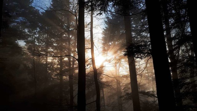 Ein zukunftsorientierter Wald sollte ...sch nachhaltig sein, sagt Gregor Falk.  | Foto: Gregor Falk