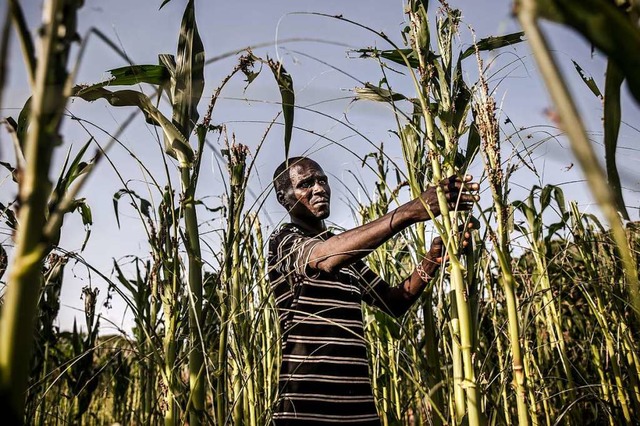 Ein Bauer in Kenia begutachtet den Sch...uschreckenschwrme in seinem Maisfeld.  | Foto: LUIS TATO