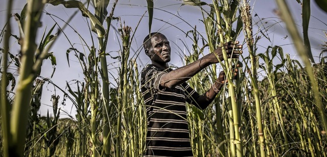 Ein Bauer in Kenia begutachtet den Sch...schreckenschwrme in seinem Maisfeld.   | Foto: LUIS TATO