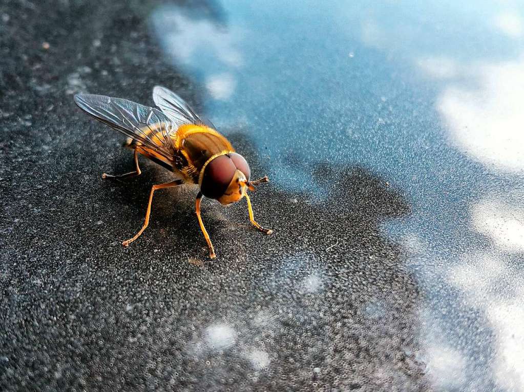 So gesehen hat Helge Friedlein eine Schwebfliege auf einer Motorhaube.