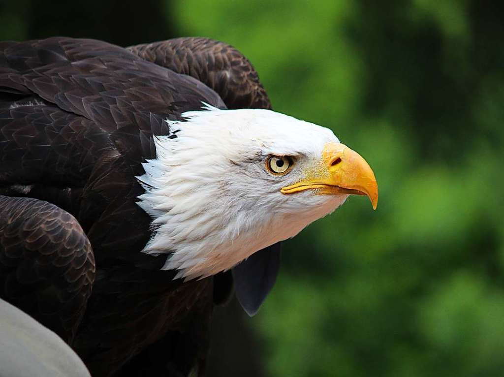 Christiane Dietrich fotografierte einen Weikopfadler, die man im Vogelpark Steinen wieder fliegen sieht.