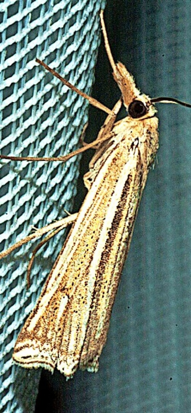 Der Znsler Ancylolomia tentaculella (...ang Juni 2020 im Urseetal beobachtet.   | Foto: Bernhard Kleine