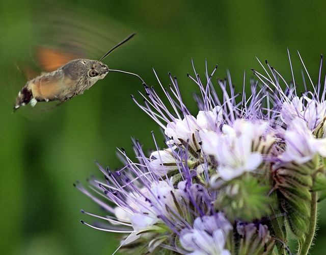 Insektenfreundlich, nicht nur fr dies...und  Dirk Kbel in einem Blhstreifen.  | Foto: Peter Heck