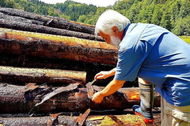 Dieter Berger untersucht das Holz unte...Rinde. Darin finden sich  Kferlarven.  | Foto: Gerald Nill