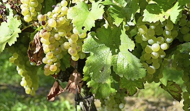 Aus Gutedel-Trauben lassen sich hervorragende Weine machen.  | Foto: sigrid umiger