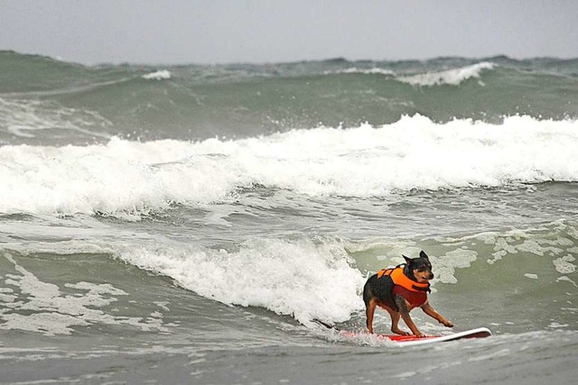 Surfhndin Abbie Girl reitet die Wellen wie ein Profi.  | Foto: David Maung (dpa)