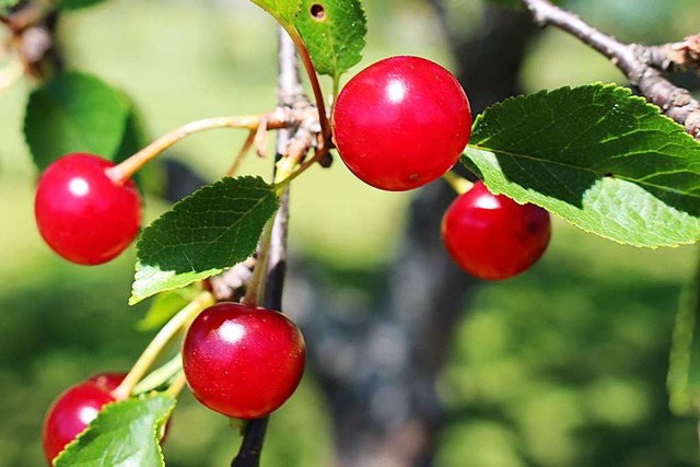 Klein und aromatisch: das Gresger Ammele  | Foto: Martin Klabund