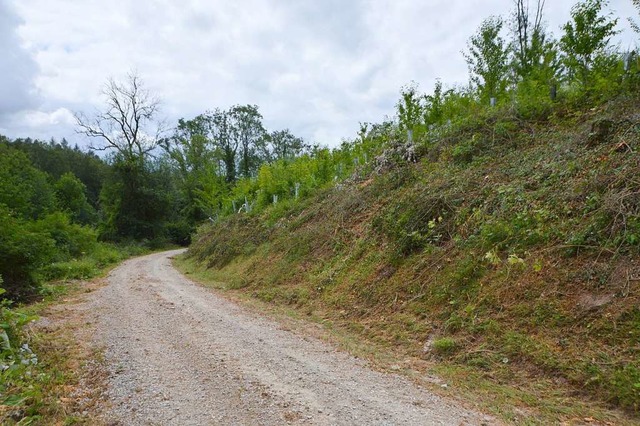 Der Rckschnitt am Rottehauweg lie ei...r Ehepaar einen Umweltfrevel vermuten.  | Foto: Horatio Gollin