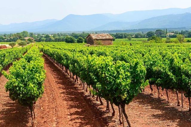 Wie Hollywood-Stars in der französischen Provence Wein anbauen