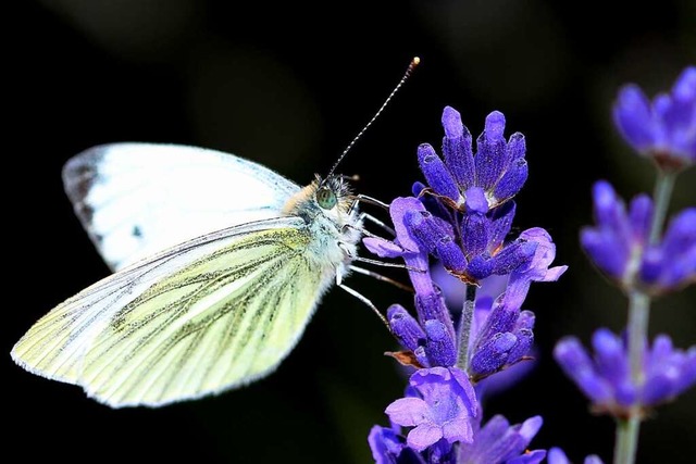 Schmetterlinge werden seltener (Symbolbild).  | Foto: Monika Danner