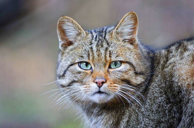 Auf der Jagd:  Europische Wildkatze  | Foto: imagebroker