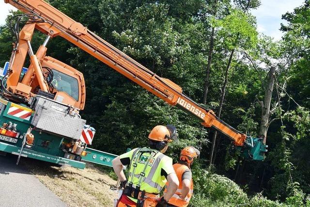 150 kranke Bume wurden bei Freiburg gefllt – auch im Naturschutzgebiet