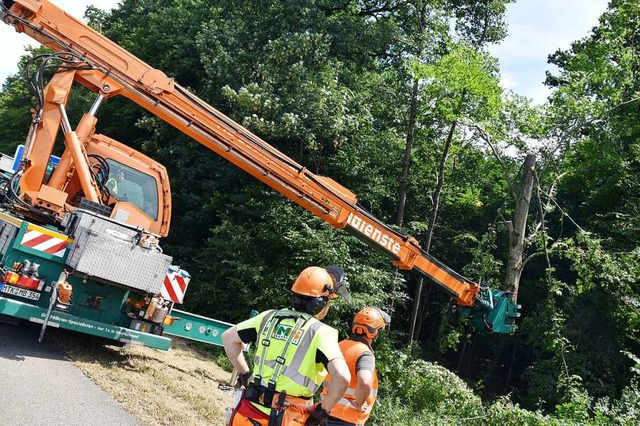 Ein Fllkran sgt kranke Bume aus dem...Autobahn bei der Abfahrt Freiburg-Sd.  | Foto: Max Schuler