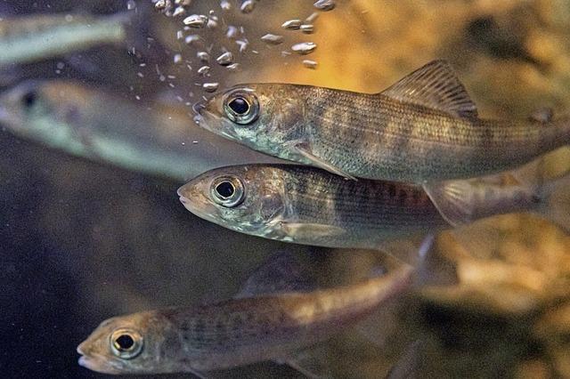 Aquarien fr stark gefhrdete Fischarten