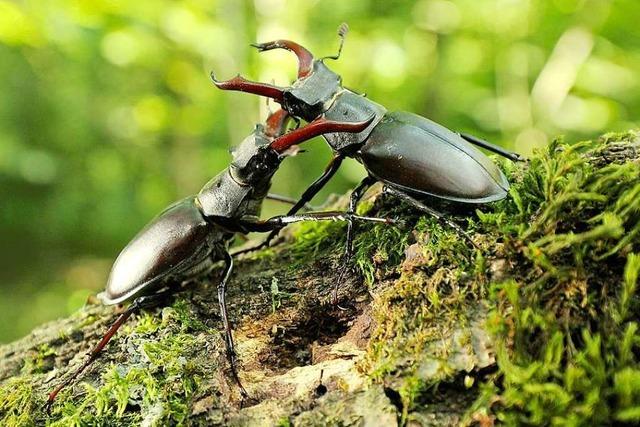 Vater und Sohn drehen Kurzfilm ber seltene Arten im Gundelfinger Wald