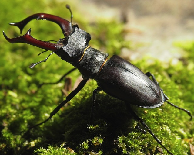 Ein Hirschkfer-Mnnchen unterwegs auf moosigem Untergrund.  | Foto: Andreas Schabel