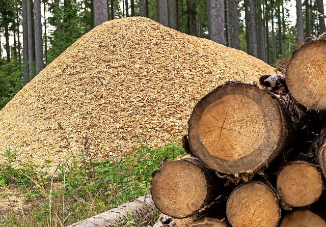 Was tun mit dem Kferholz? Eine wirtsc...ermarktung ist derzeit kaum mglich.    | Foto: Wilfried Dieckmann