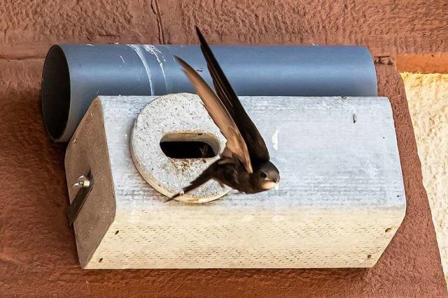 Mauersegler nehmen neue Nistpltze in Gottenheim gut an