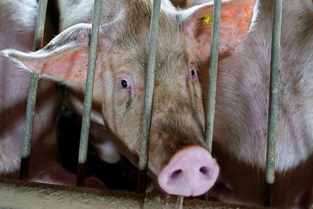 Die vorübergehende Tönnies-Schließung hat den Fleischmarkt durcheinandergewirbelt