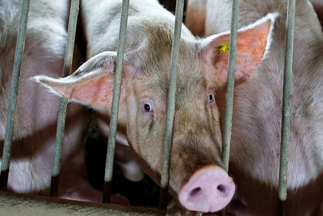 Aktuell warten wegen der Tnnies-Schli...a 400000 Schweine auf die Schlachtung.  | Foto: Patrick Pleul (dpa)