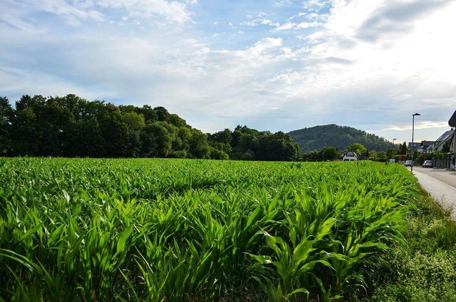 Wo heute Mais wchst, sollen bald Huser gebaut werden.   | Foto: Gabriele Hennicke